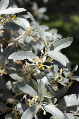 Eleagnus angustifolia 'Caspica' - hlošina úzkolistá - listy a květy